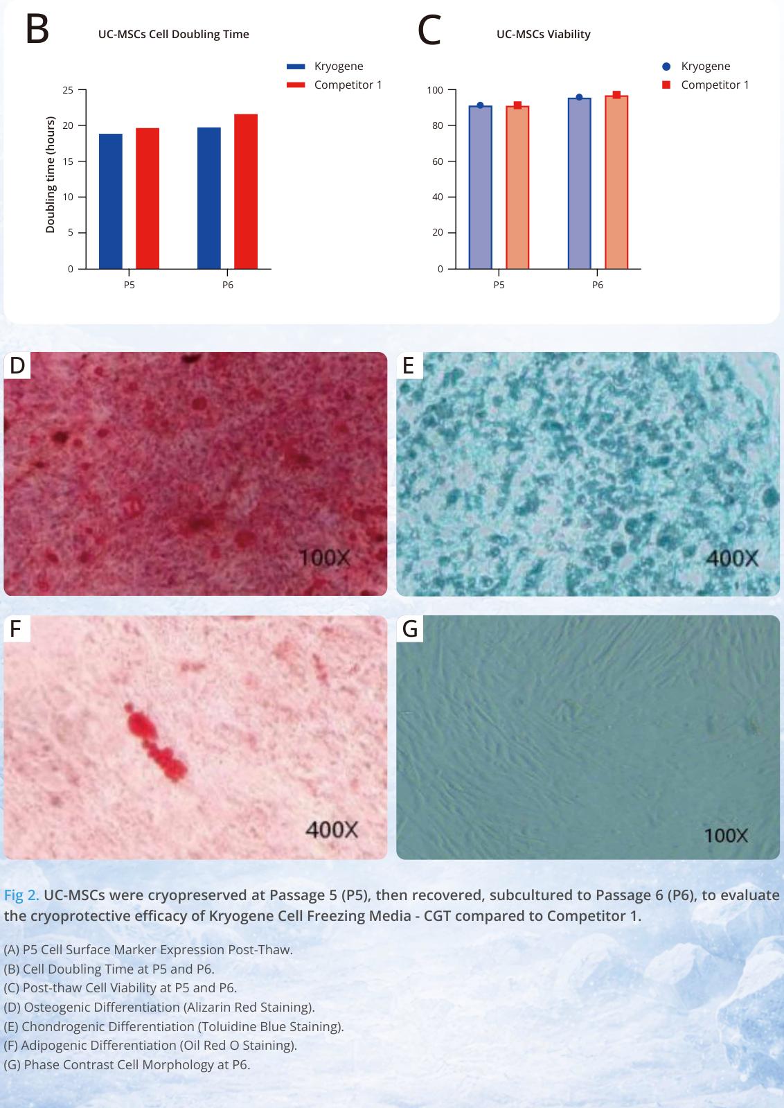 uc-msc-cryopreservation-cell-freezing-media-cgt.jpg