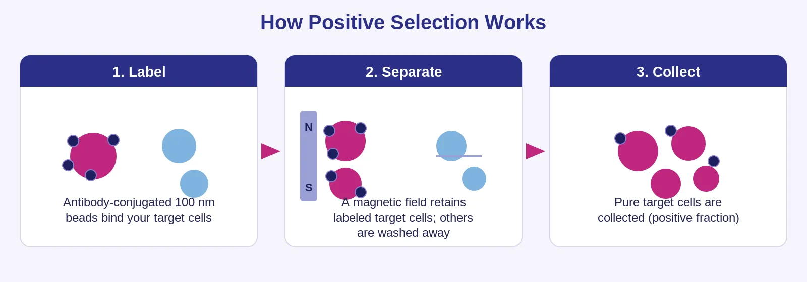 How Positive Selection Works.webp