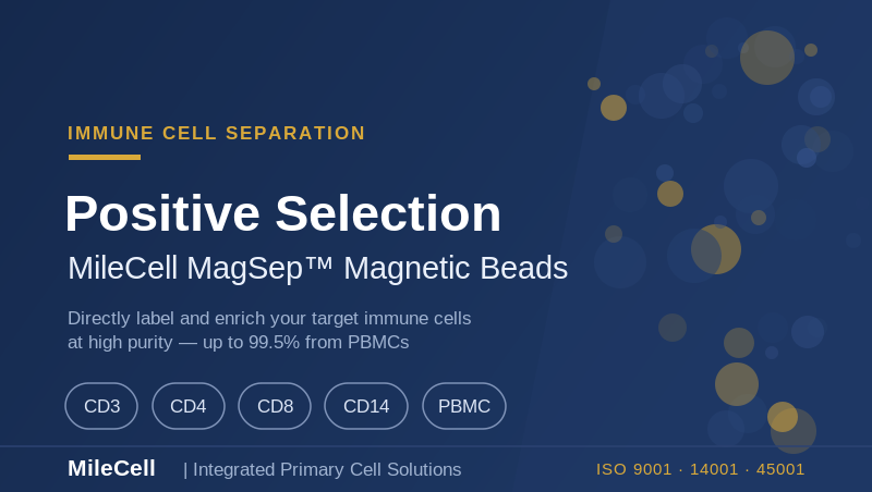 Positive Selection Magnetic Beads: A Guide to High-Purity Immune Cell Isolation