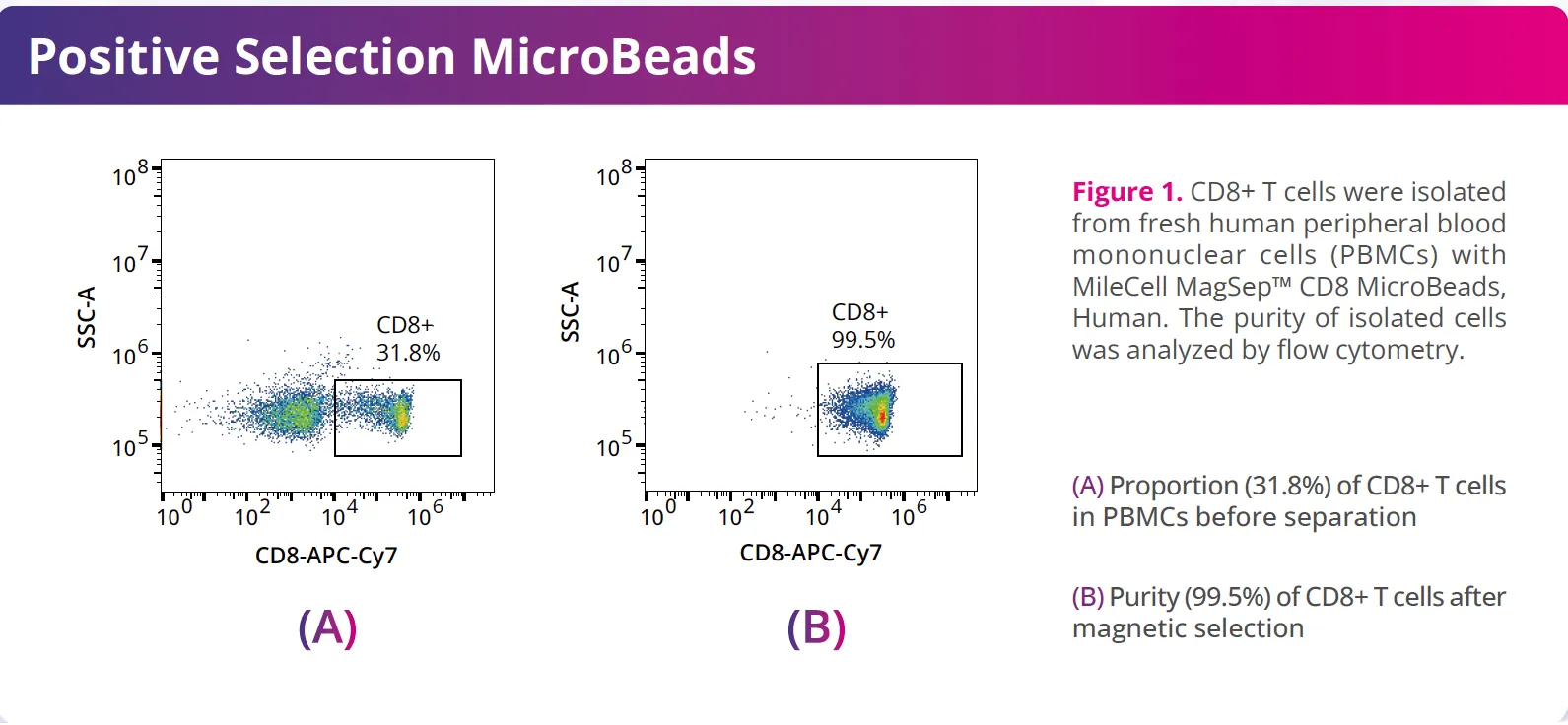CD8+ T cells isolated from human PBMCs with MileCell Magsep™™ CD8 MicroBeads.webp