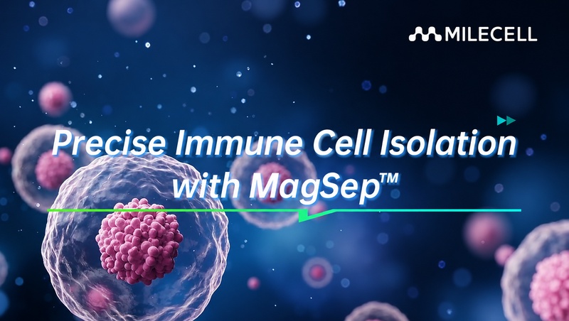 Precise Immune Cell Isolation with MagSep™