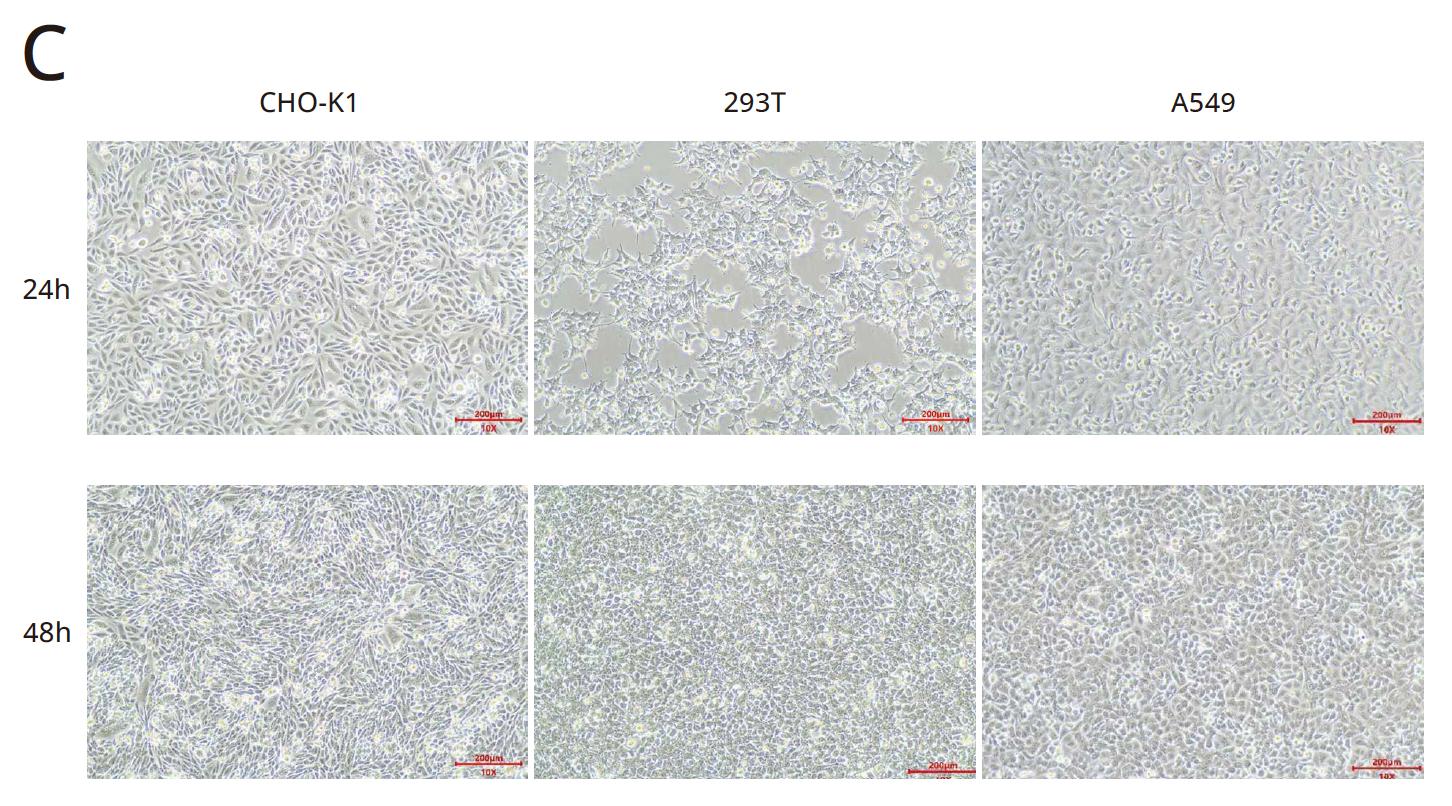 serum-free-cell-freezing-media-kryogene.jpg