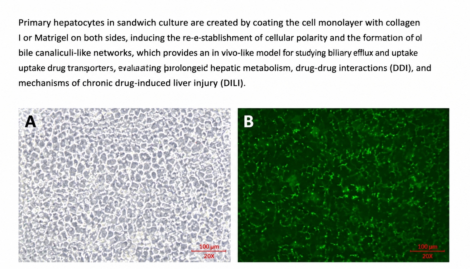 Sandwich-cultured plateable hepatocytes forming bile canaliculi for transporter and DDI studies