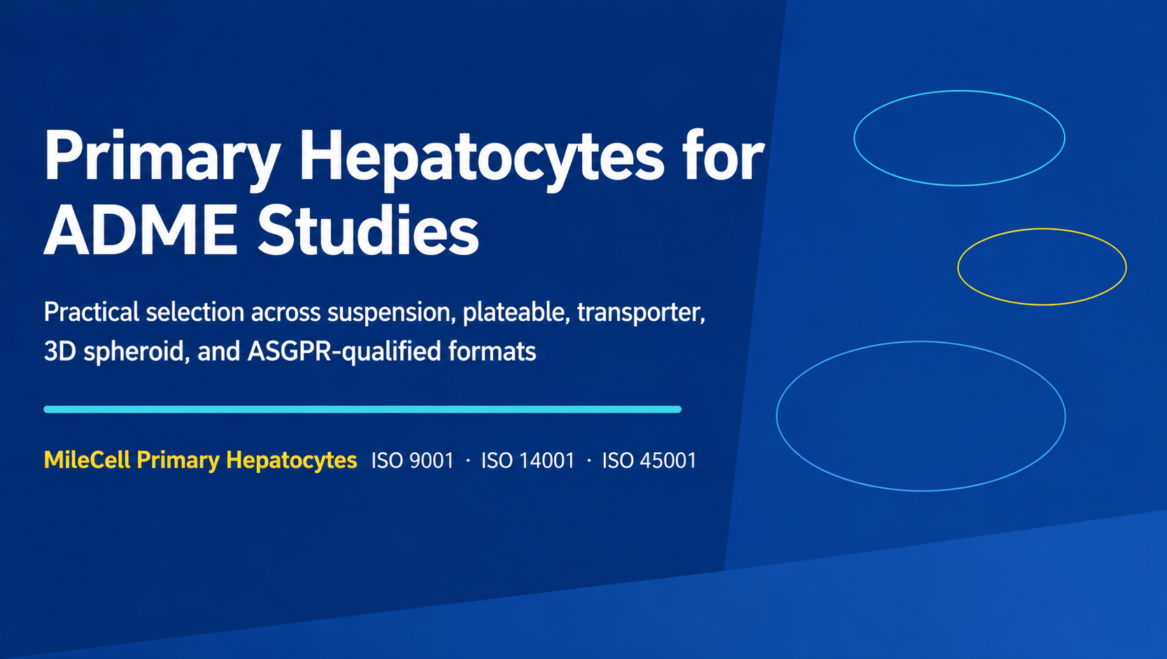 Primary Hepatocytes for ADME Studies: A Practical Guide