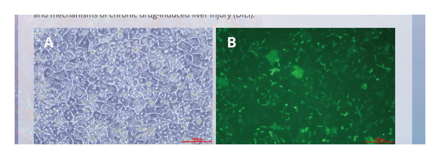 SD rat sandwich-cultured plateable hepatocytes showing bile canaliculi and CDFDA uptake on day 3